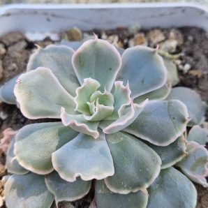 Echeveria Shaviana Mexican Hens