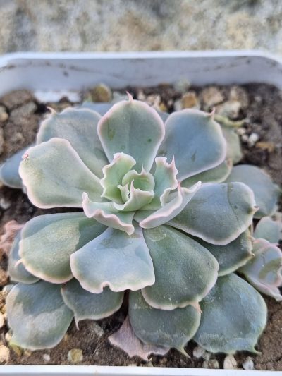 Echeveria Shaviana Mexican Hens