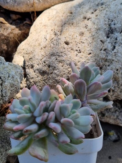 Pachyveria Scheideckeri var - Зображення 2