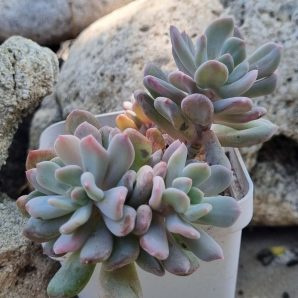 Pachyveria Scheideckeri var