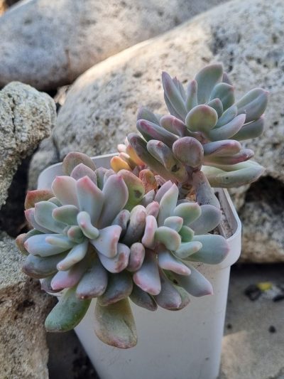Pachyveria Scheideckeri var