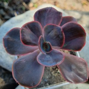 Echeveria Goiabinha variegata