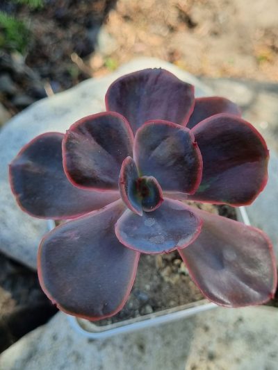 Echeveria Goiabinha variegata