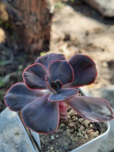 Echeveria Goiabinha variegata - Зображення 3