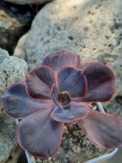 Echeveria Goiabinha variegata - Зображення 2