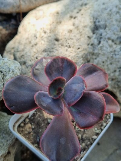 Echeveria Goiabinha variegata - Зображення 4