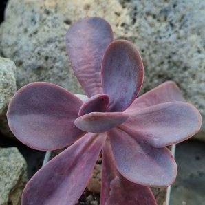 Echeveria Pampoteus variegated