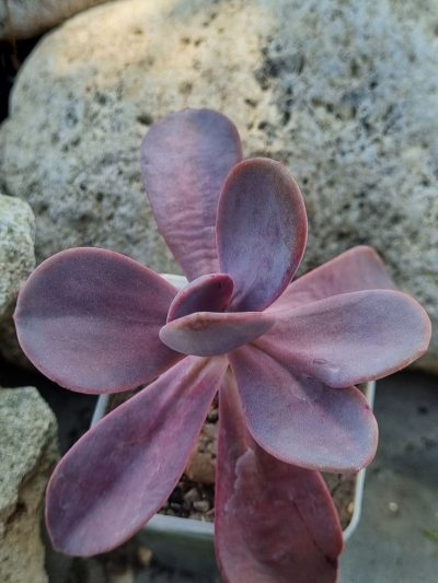 Echeveria Pampoteus variegated
