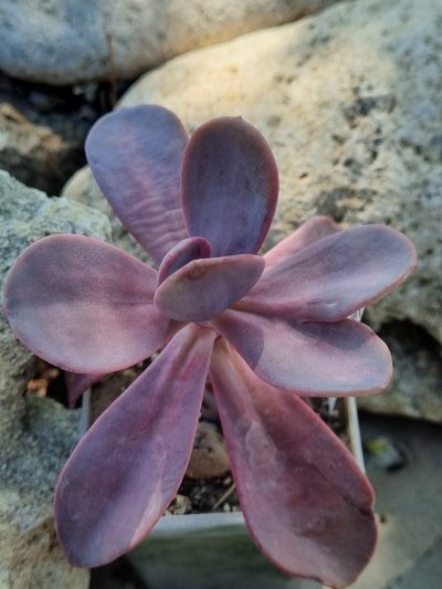 Echeveria Pampoteus variegated - Зображення 2