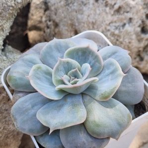 Echeveria Marble var