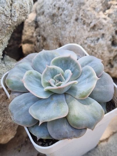 Echeveria Marble var