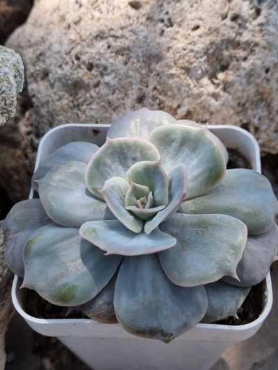 Echeveria Marble var - Зображення 2