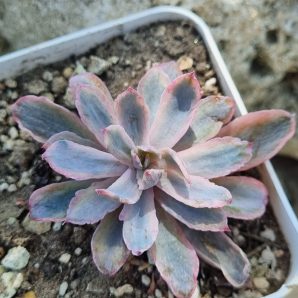 Echeveria Hoveyi variegata