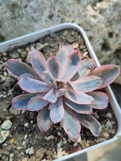 Echeveria Hoveyi variegata