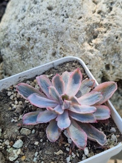 Echeveria Hoveyi variegata - Зображення 2