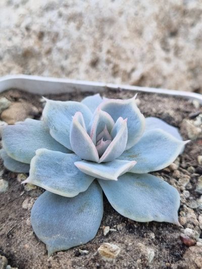 Echeveria Vampire Appaloosa - Зображення 2