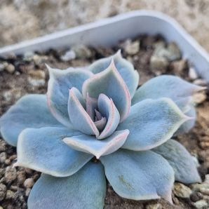 Echeveria Vampire Appaloosa