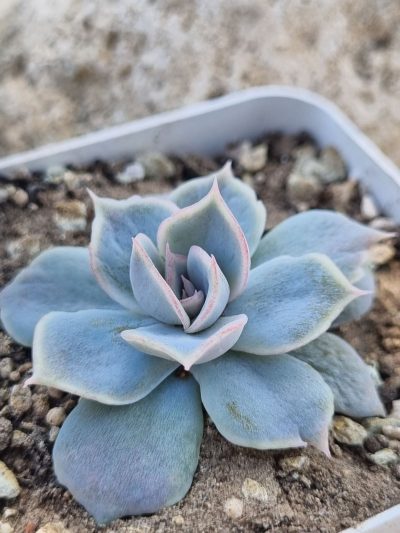 Echeveria Vampire Appaloosa