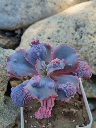 Echeveria Linguas - Зображення 2