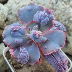 Echeveria Linguas