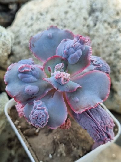 Echeveria Linguas