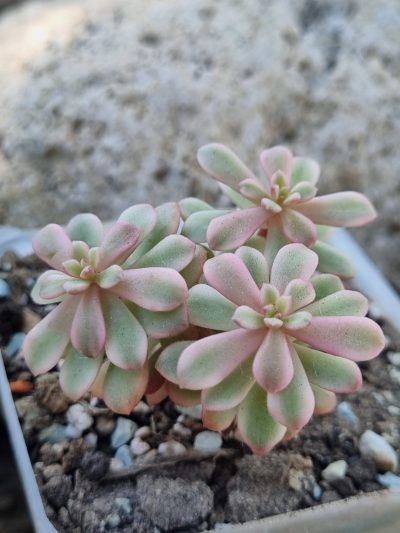 Sedum Joyce Tulloch variegata - Зображення 2