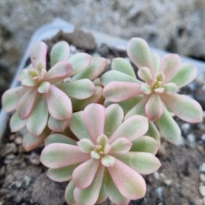 Sedum Joyce Tulloch variegata