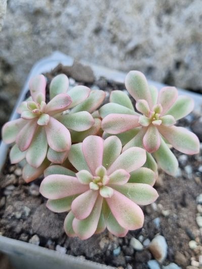 Sedum Joyce Tulloch variegata