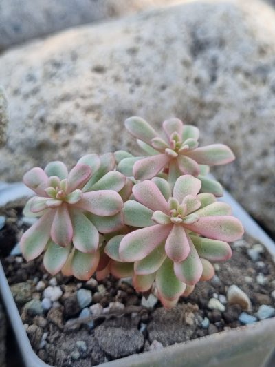 Sedum Joyce Tulloch variegata - Зображення 3