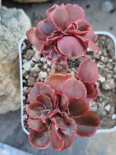 Echeveria Pappy's rose cristata - Зображення 3