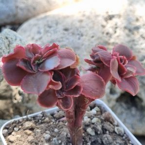 Echeveria Pappy's rose cristata