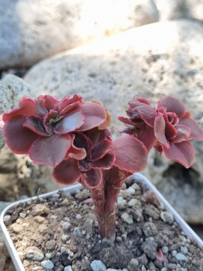 Echeveria Pappy's rose cristata