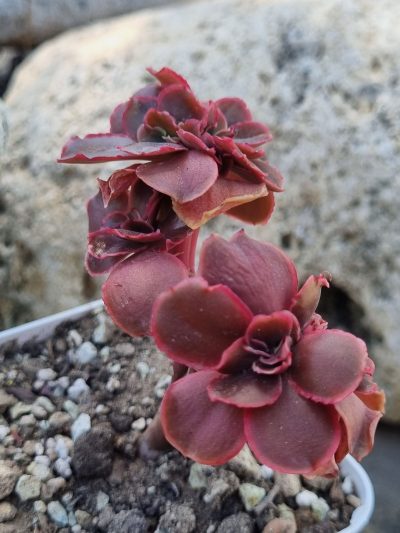 Echeveria Pappy's rose cristata - Зображення 2