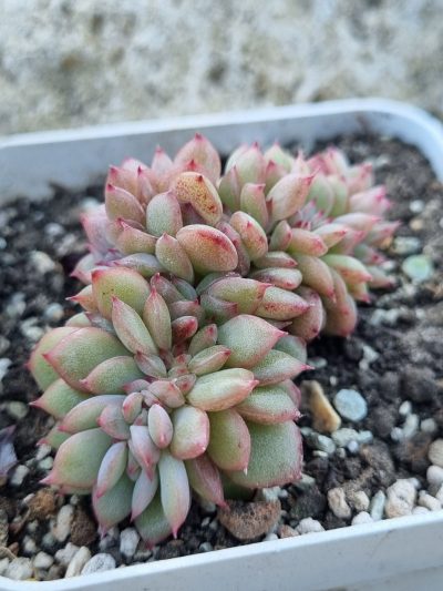 Echeveria Red King cristata Korean - Зображення 2