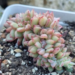 Echeveria Red King cristata Korean