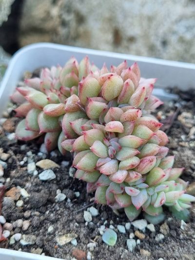 Echeveria Red King cristata Korean