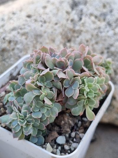 Echeveria Florence cristata - Зображення 4