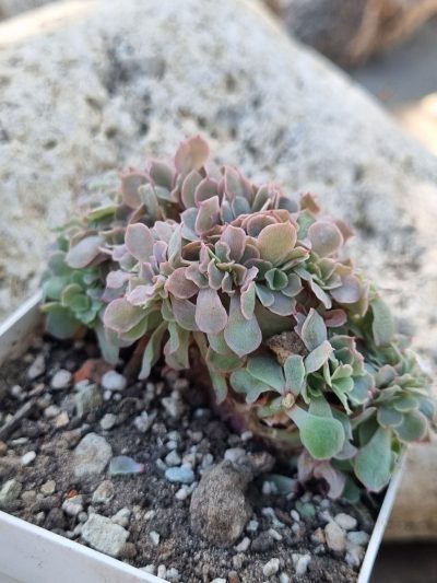 Echeveria Florence cristata - Зображення 3