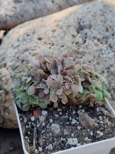 Echeveria Florence cristata - Зображення 2