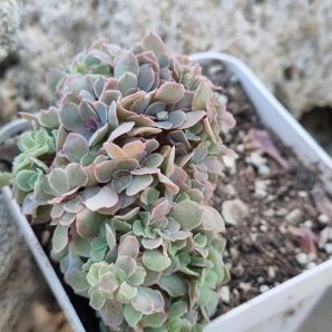 Echeveria Florence cristata