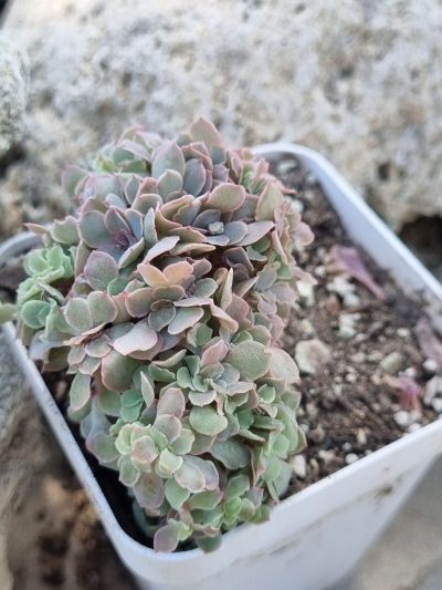 Echeveria Florence cristata
