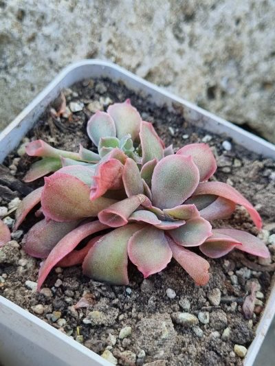 Echeveria Trumpet Pinky cristata - Зображення 2