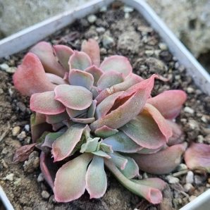 Echeveria Trumpet Pinky cristata