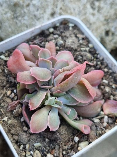 Echeveria Trumpet Pinky cristata