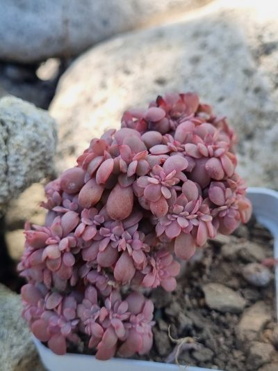 Echeveria Briar Rose cristata - Зображення 3