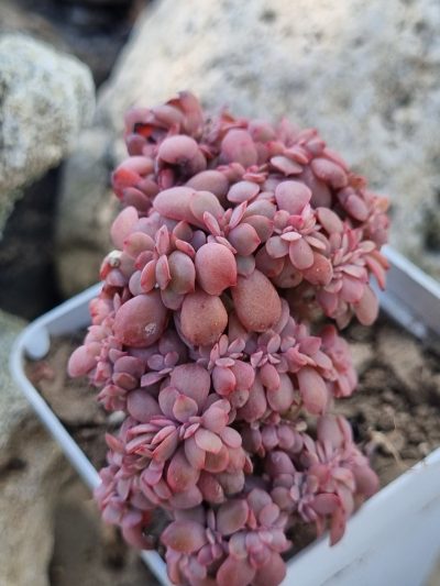 Echeveria Briar Rose cristata - Зображення 2