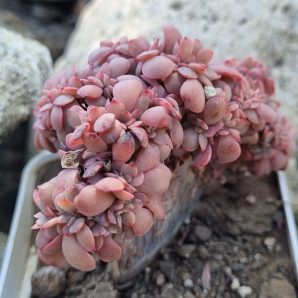 Echeveria Briar Rose cristata
