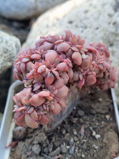 Echeveria Briar Rose cristata