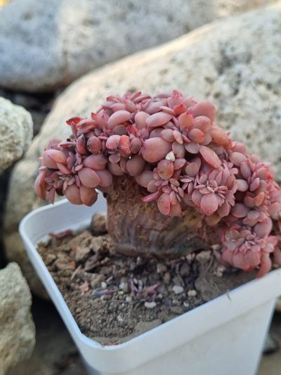 Echeveria Briar Rose cristata - Зображення 4