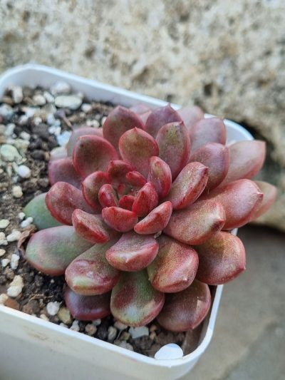 Sedeveria Pink Ruby - Зображення 2